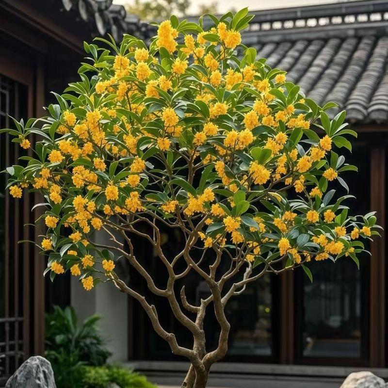 春堂苗圃