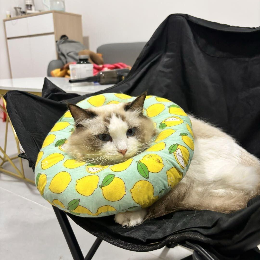 七七家的布偶猫