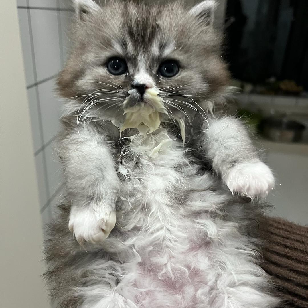 小熊蛋糕🥞✰҉҈҉҈҉҈