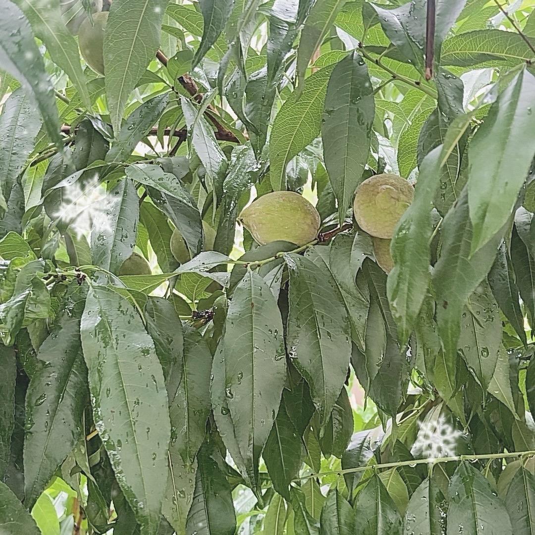 春天的花