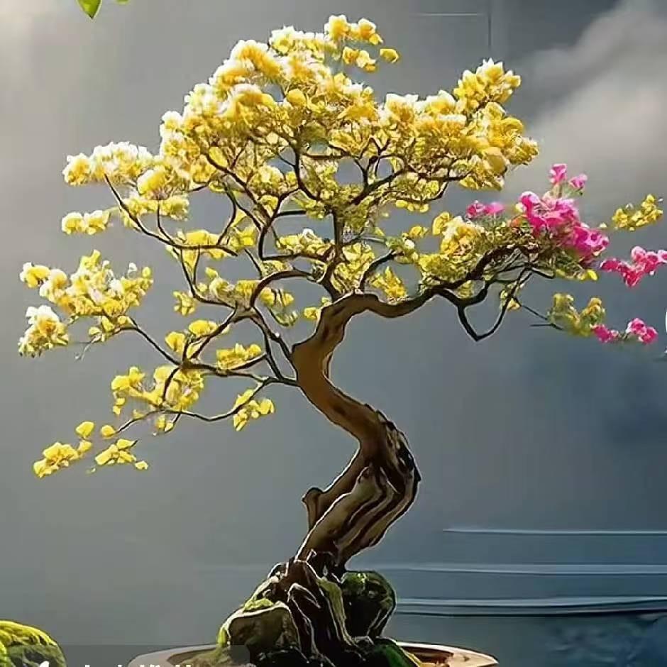 花语芯三角梅园艺