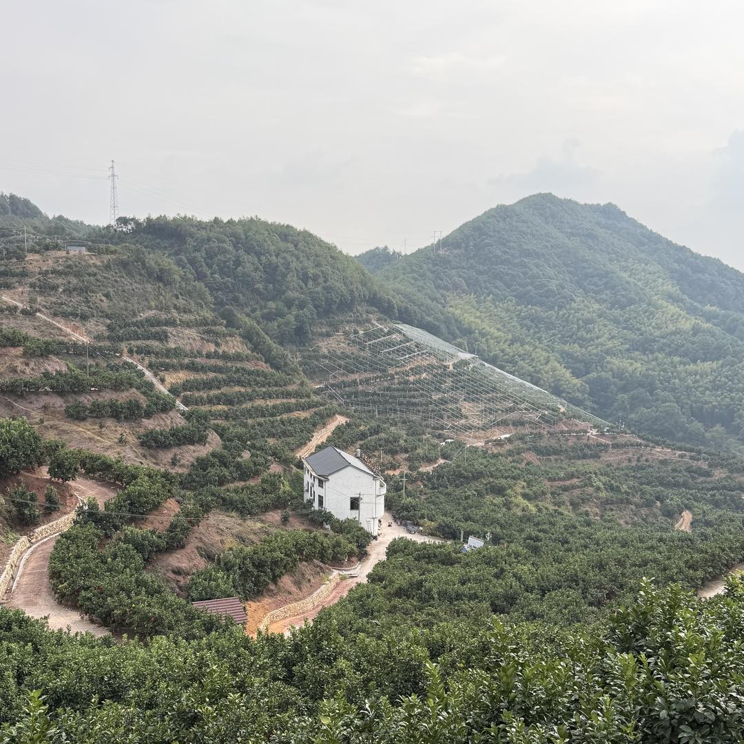 江西广丰马家柚