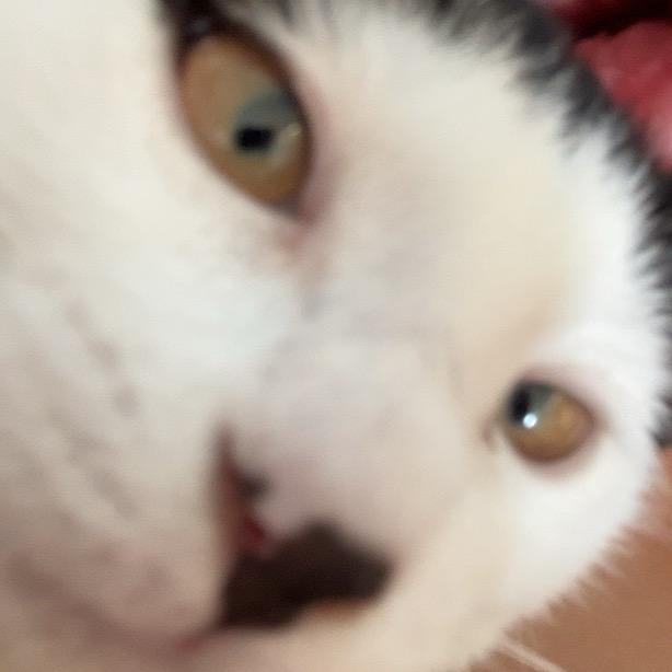 野蛮野猪冲冲冲