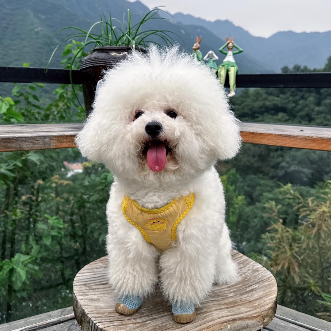 比熊 小七