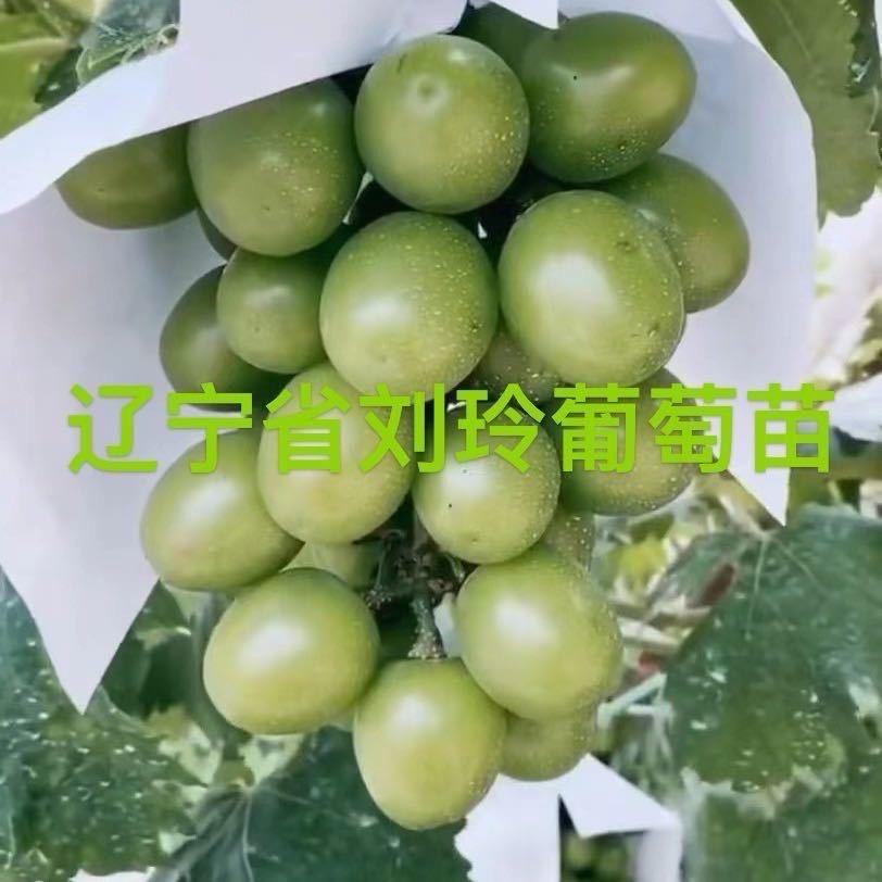 刘玲葡萄苗