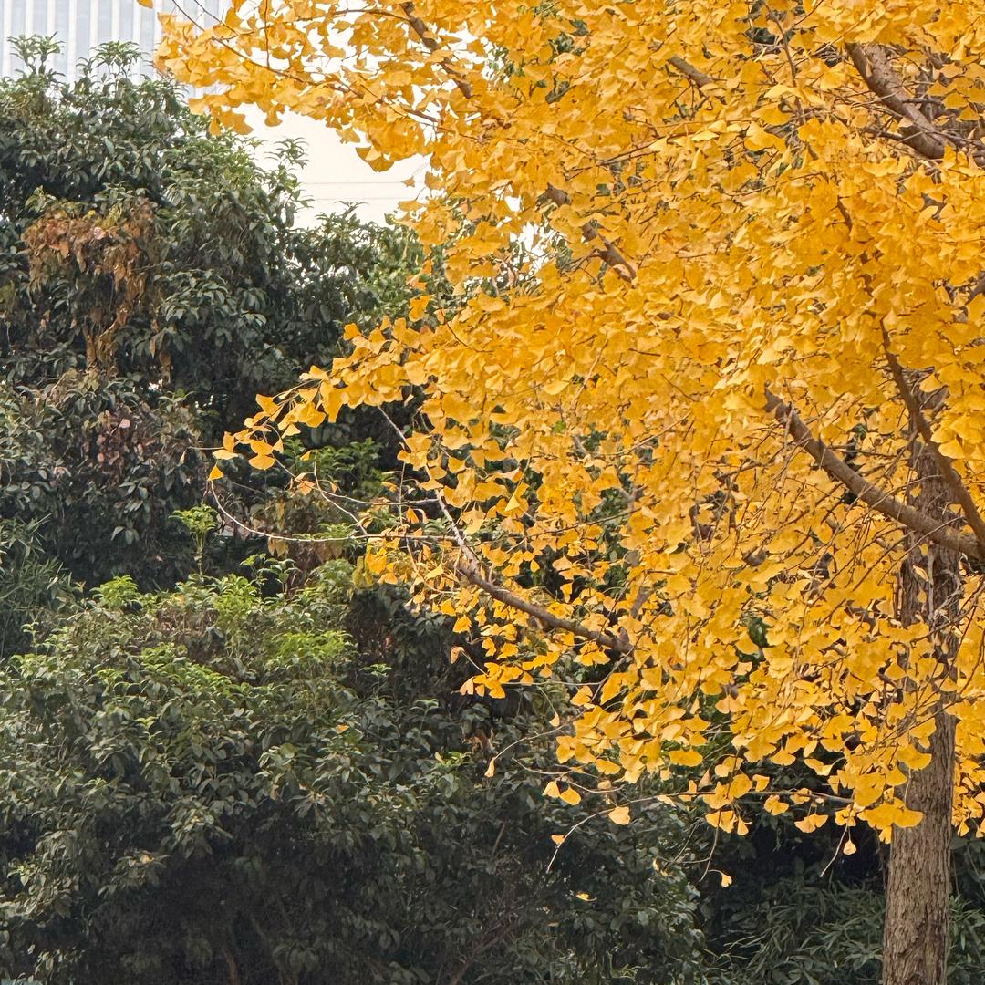 CHEN陈陈