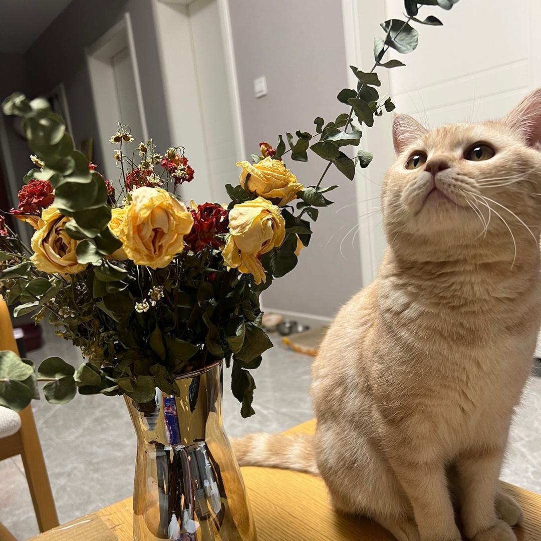蛋黄是个好小猫