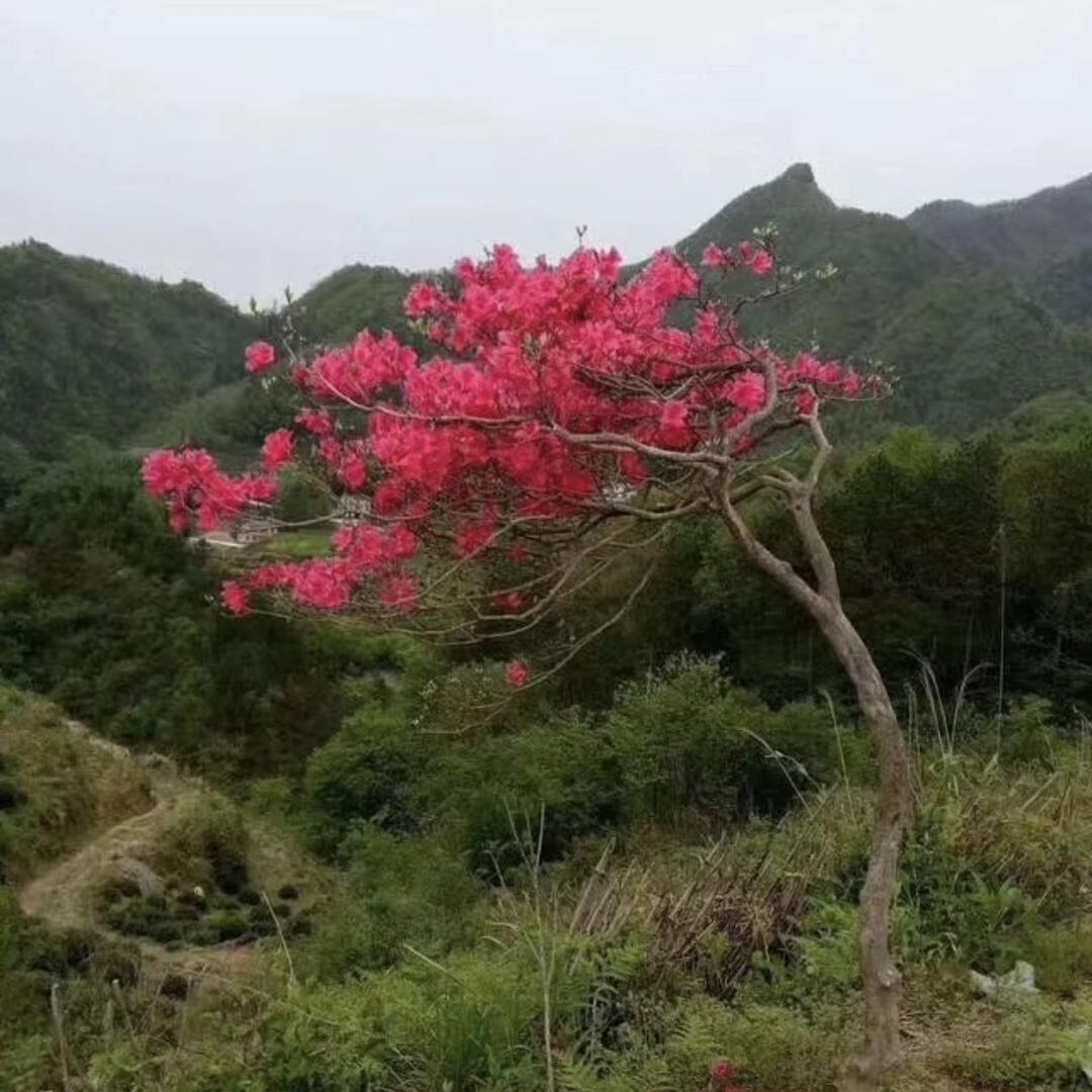 小胖与枫树（紫薇花瓶）