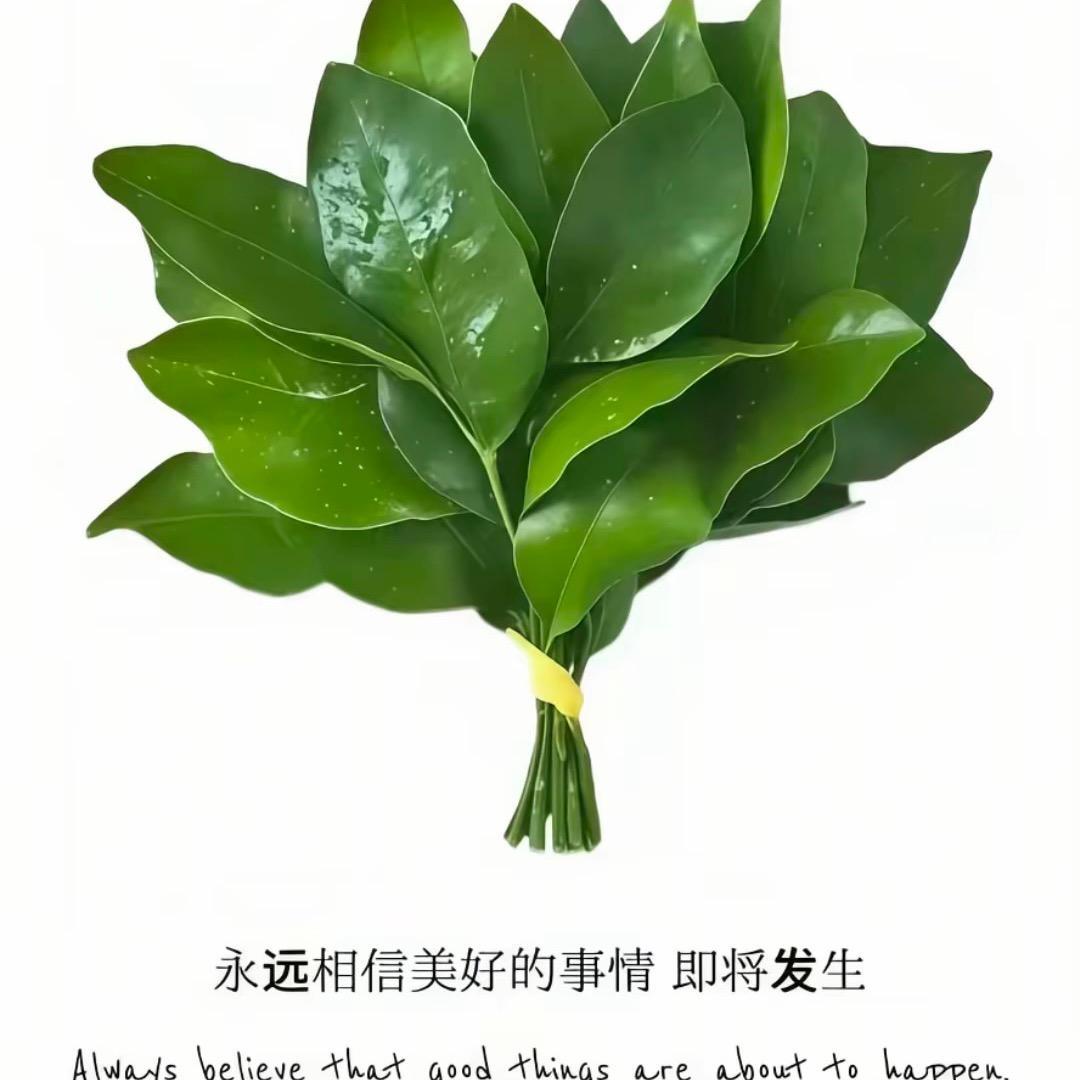 ✨涵妹儿是枚小卷毛✨