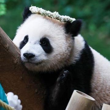 福宝宝是bao～🐼