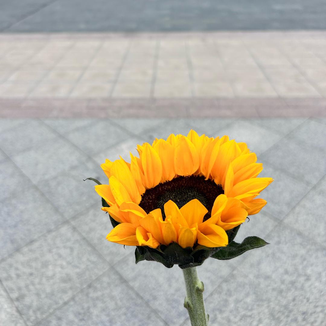 萍水相冯