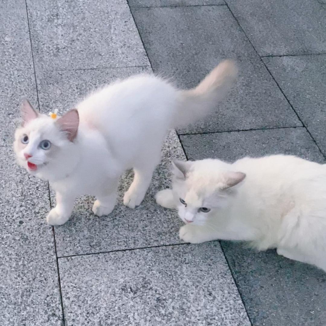 包子与妹妹