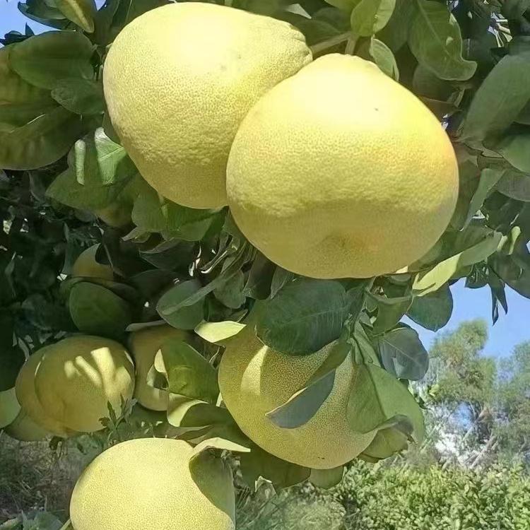 庆良生鲜水果
