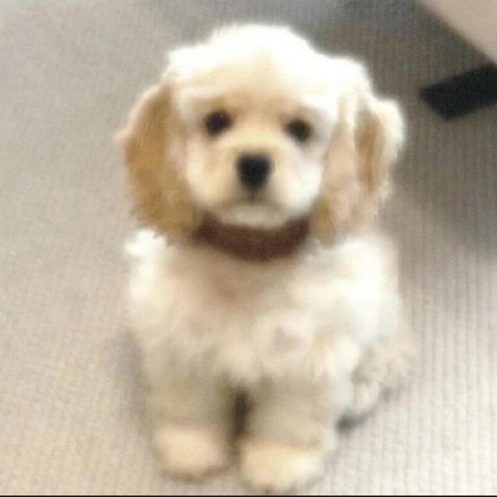 掌管哈基米的神