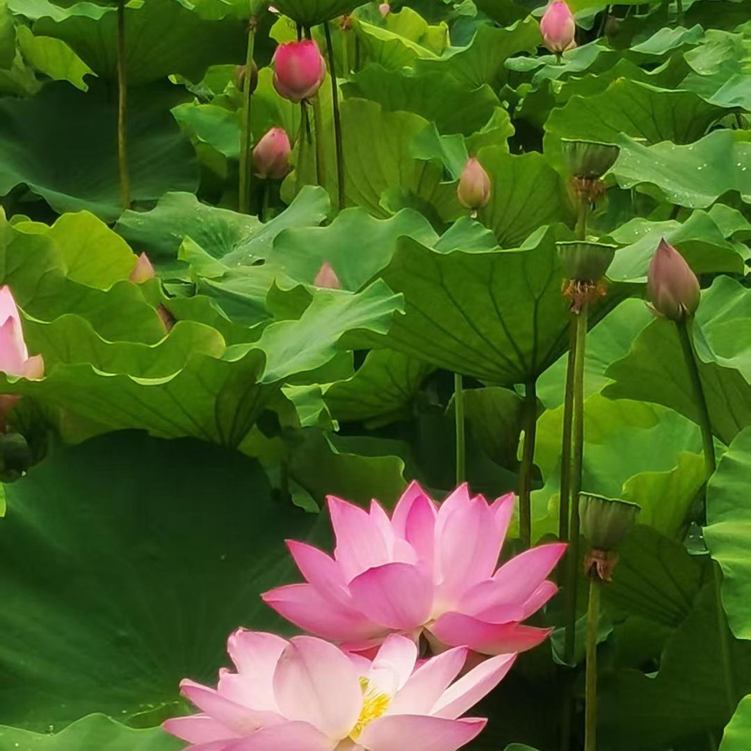 胡琳玥