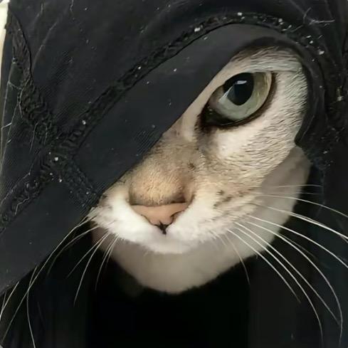🐱