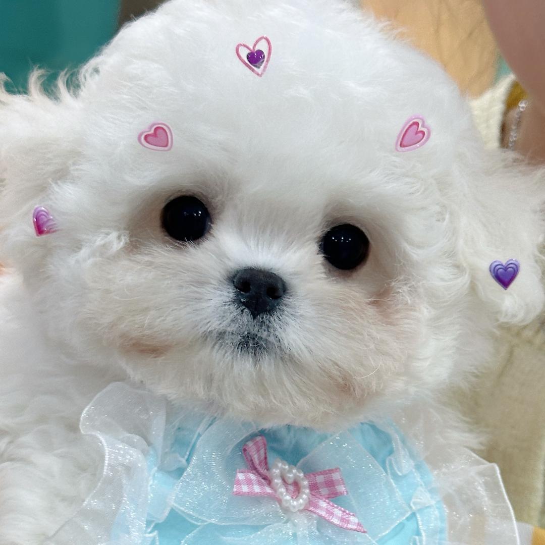 智狗和她的汪汪队（欧尼萌宠集合店）