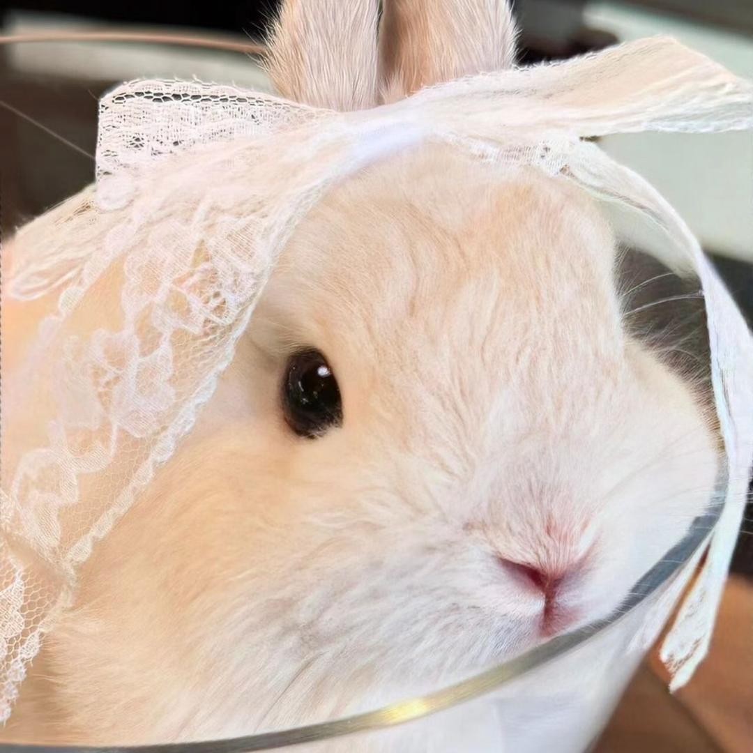 白米饭超绝鸡肉线条