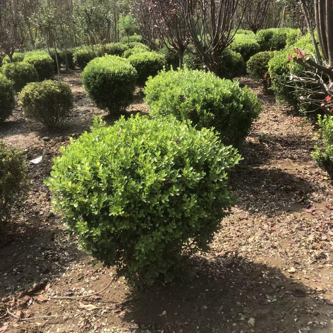 沐花伴花卉苗木