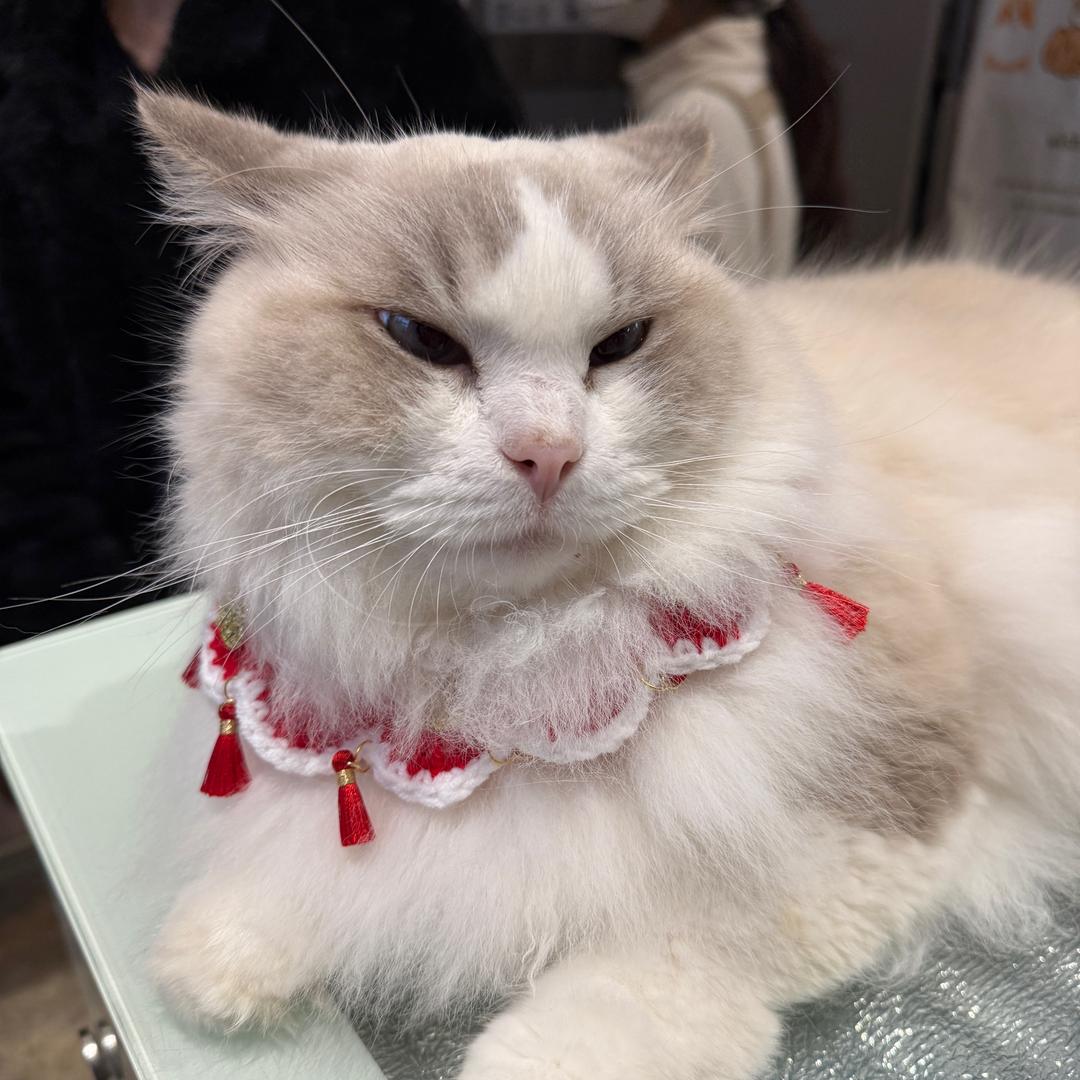 挣的脑细胞（小号）