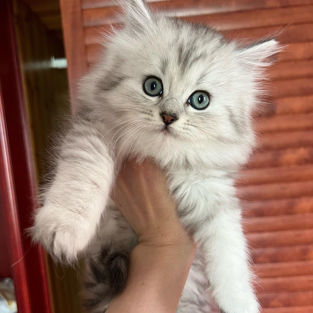 桃花想吃咕噜酱