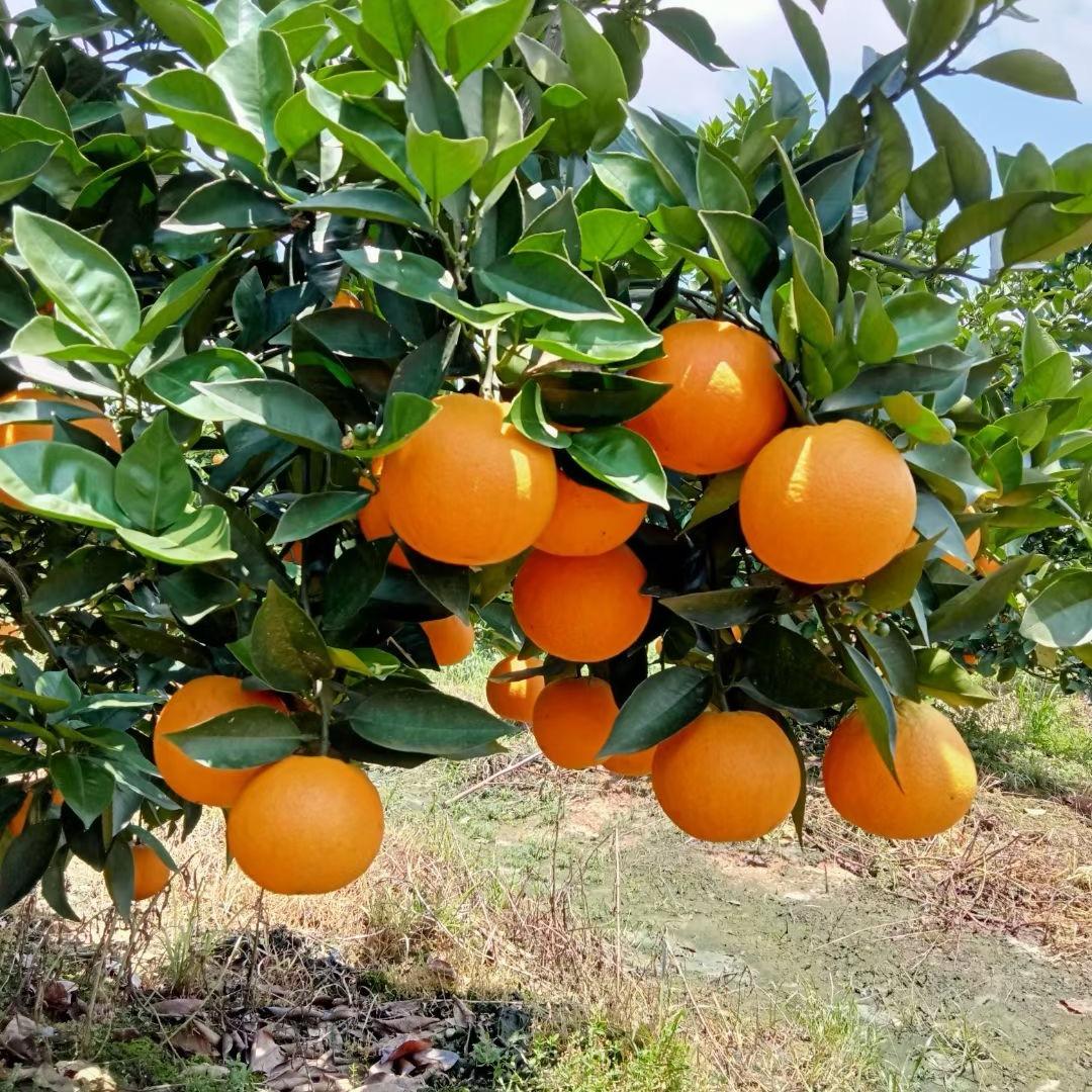 桂仁水果供应链