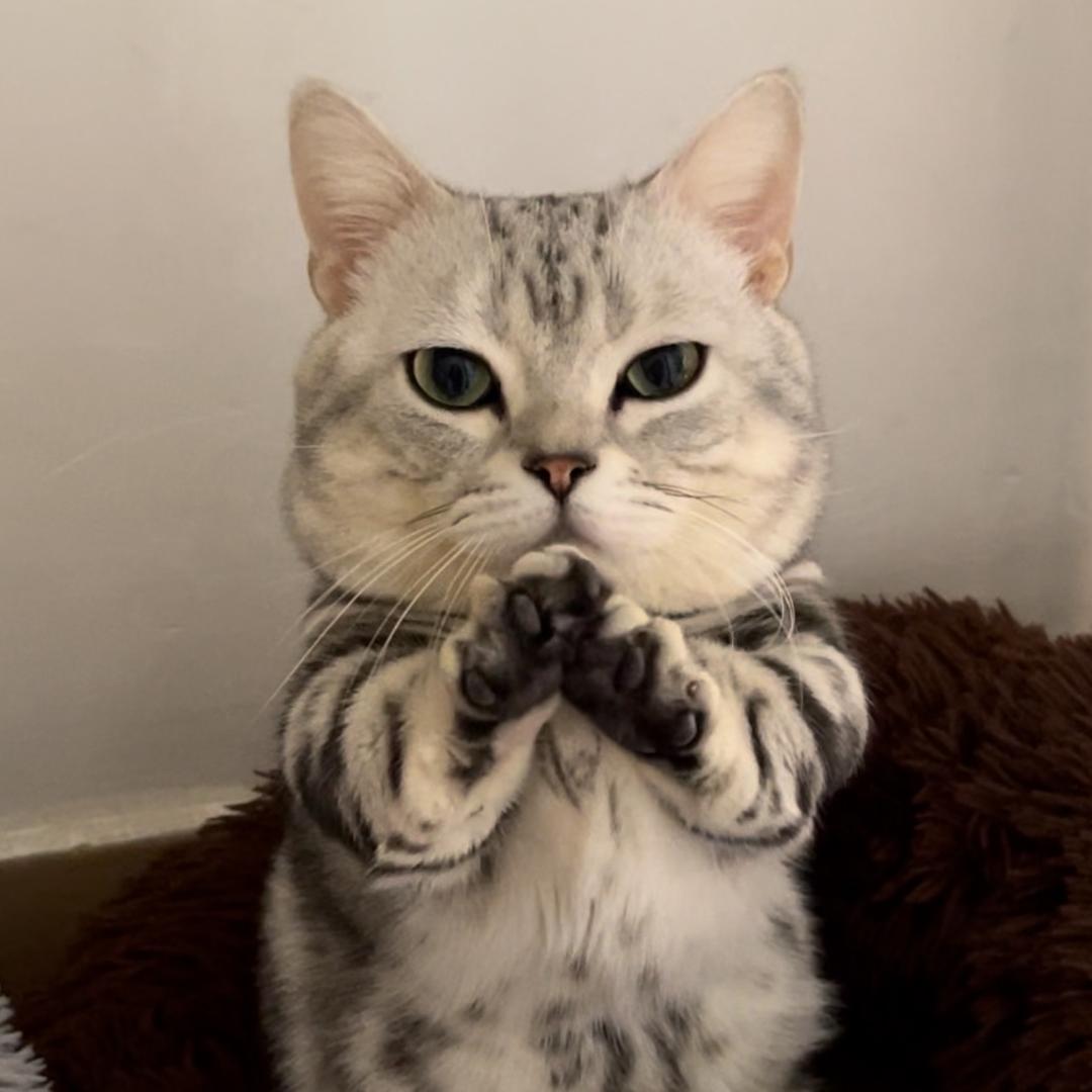 迪仔是只拜拜猫