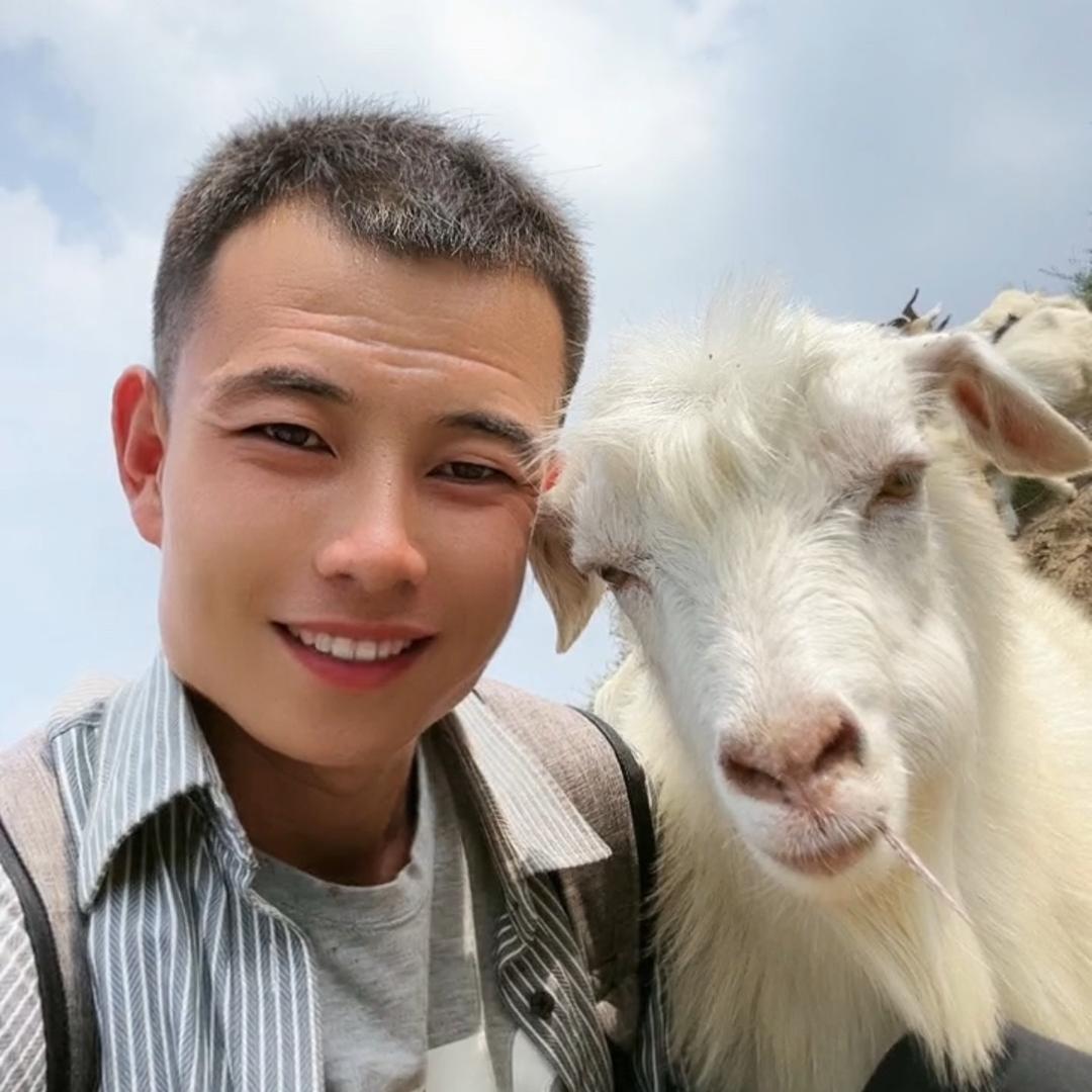 毛豆有群羊