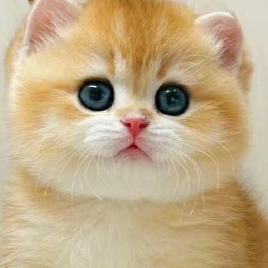 小王的猫