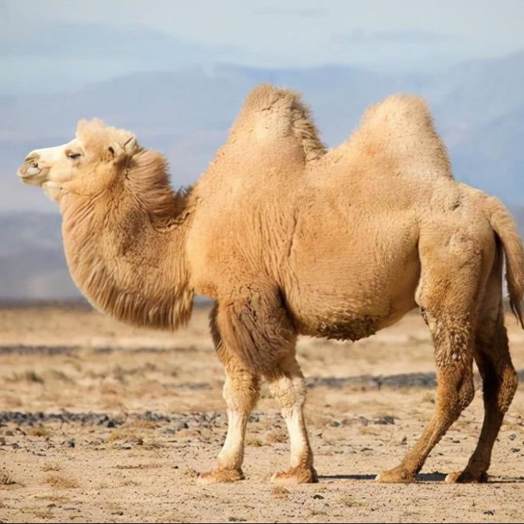 新疆双峰驼工厂直发