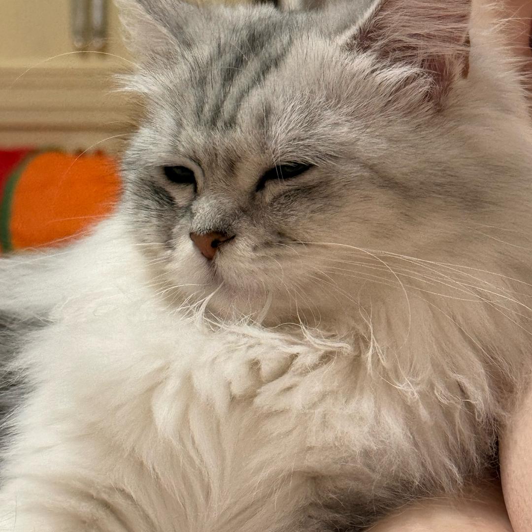 ฅ