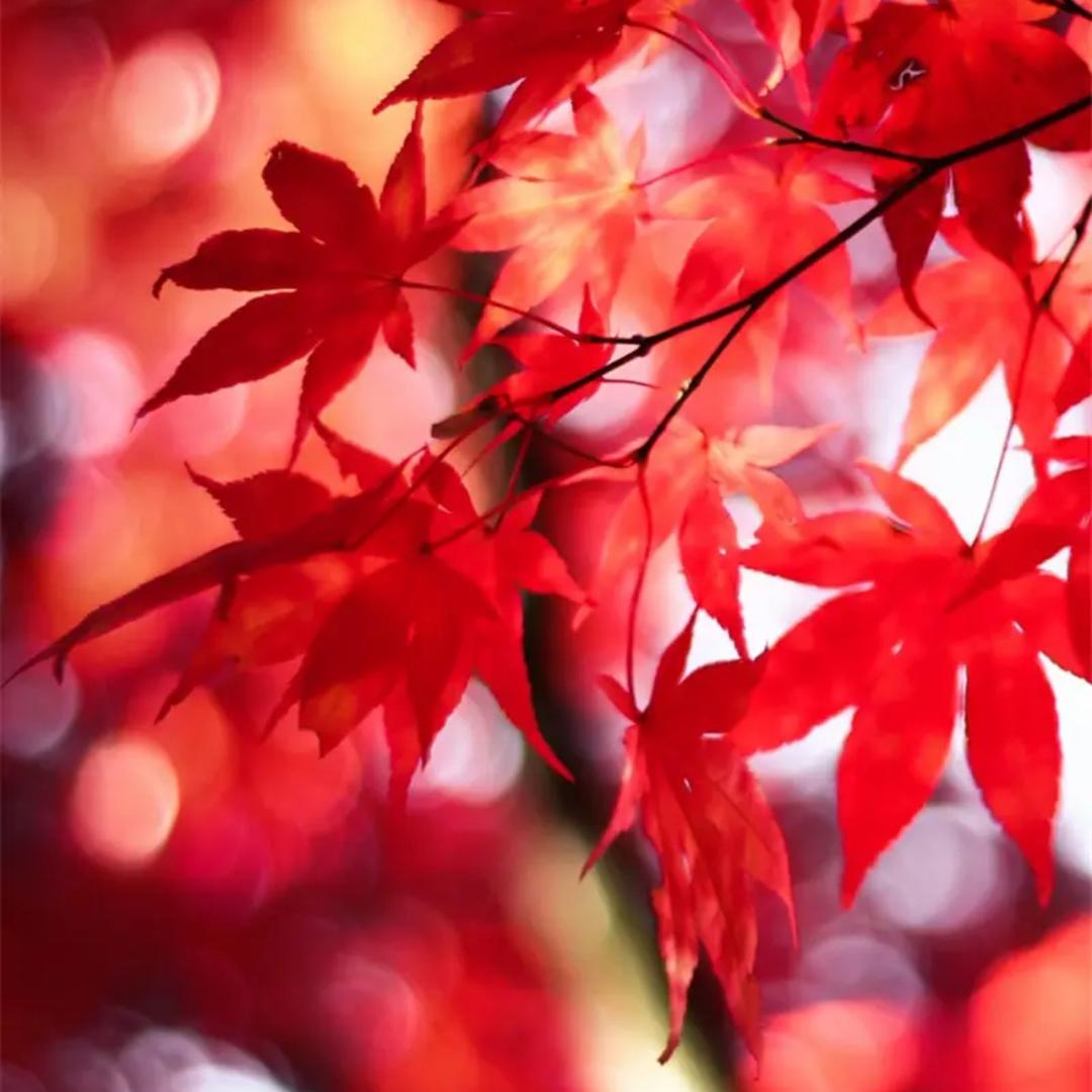 红色枫叶