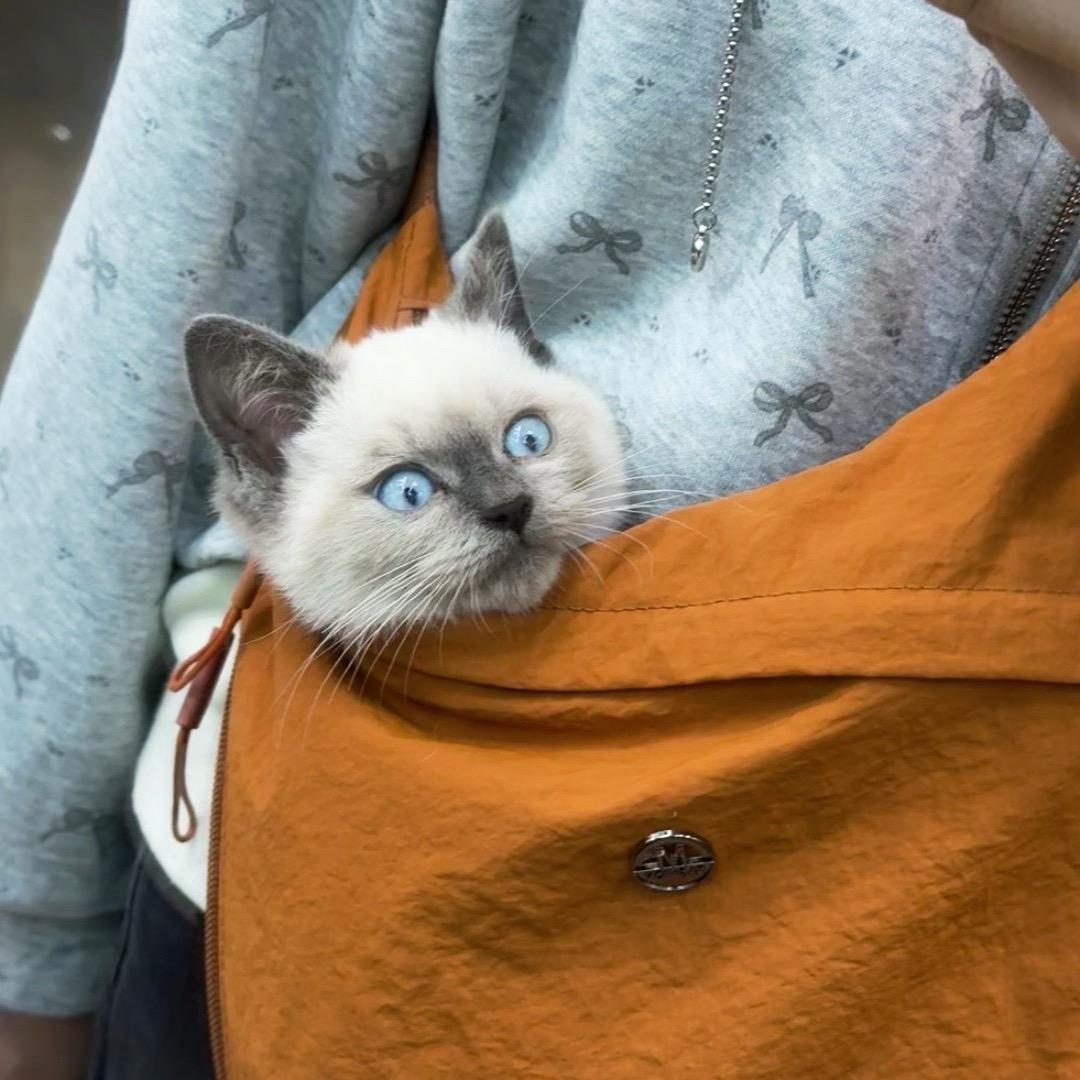 咪咪是只猫