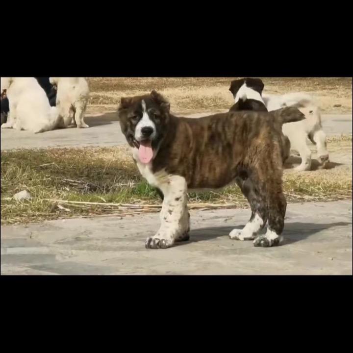 小猴弦沣中亚猛犬
