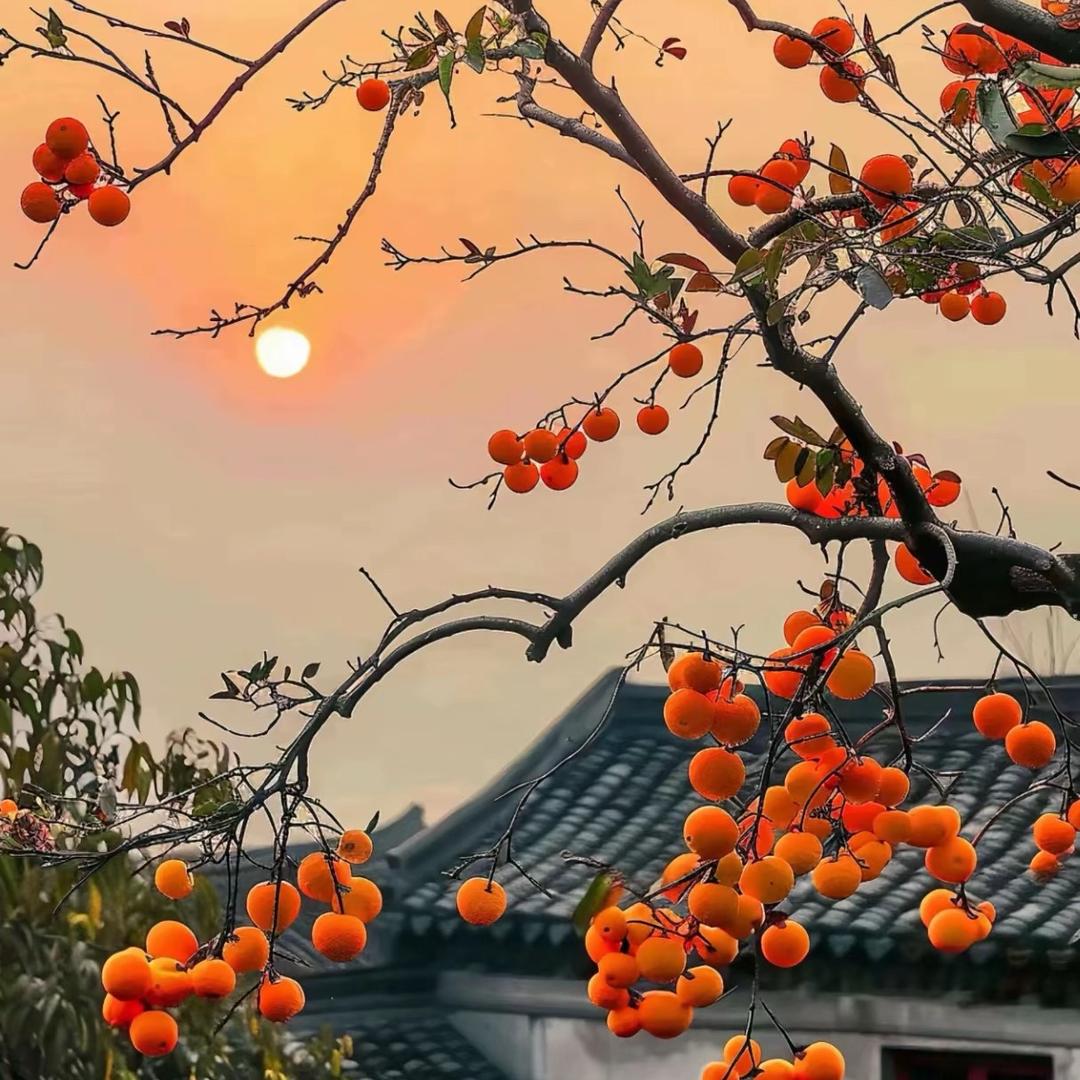 辰瑞缘铺