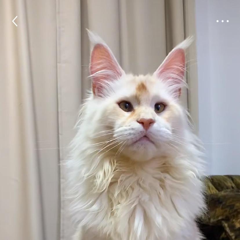 辛巴是只缅因猫