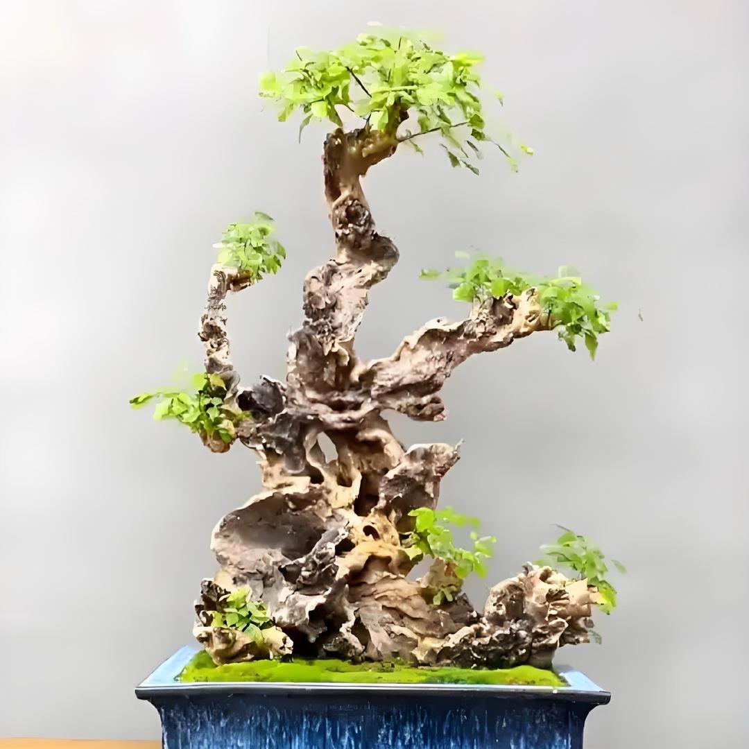【黄荆】慕春花园艺店的头像
