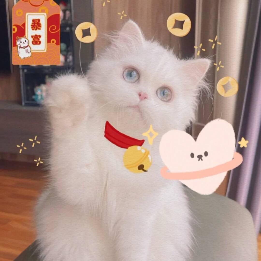 猫儿🐈