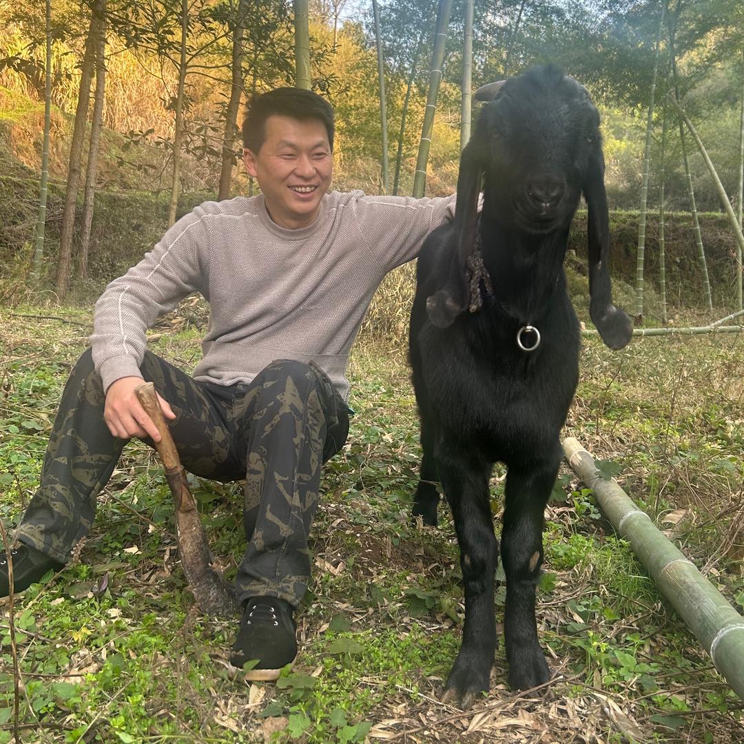 云顶黑山羊
