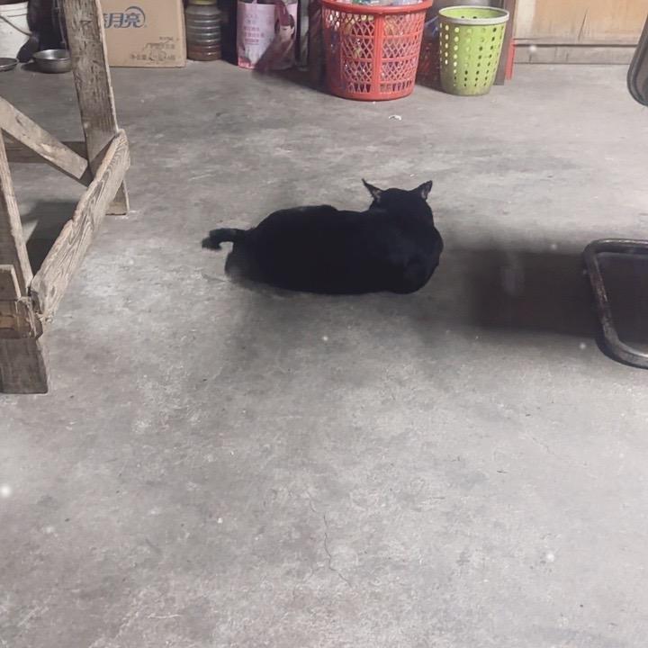 仙女下凡（猪妞来啦）