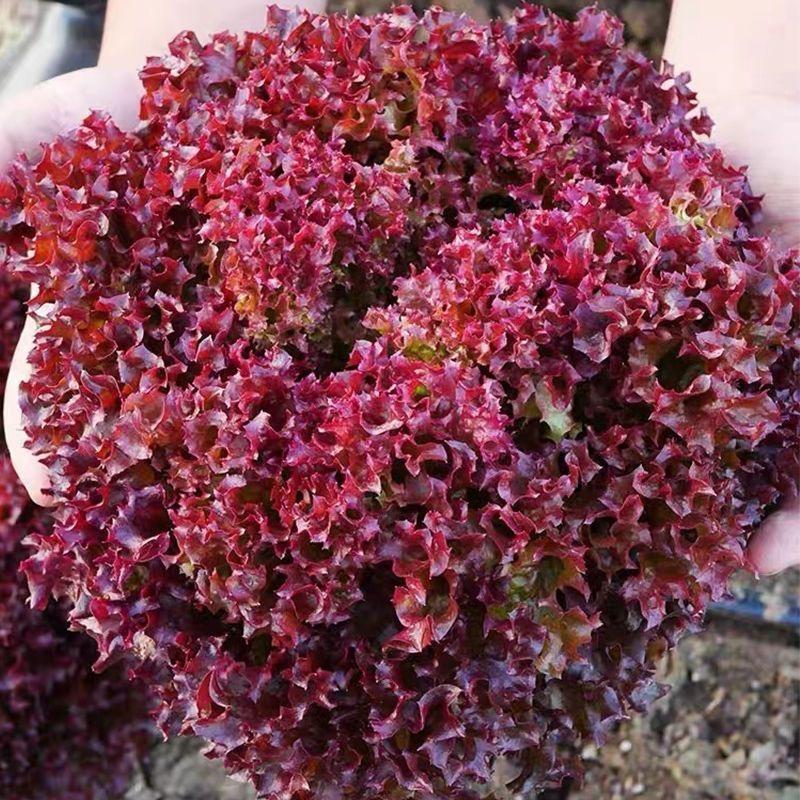 寿光市裕泰种苗种苗基地