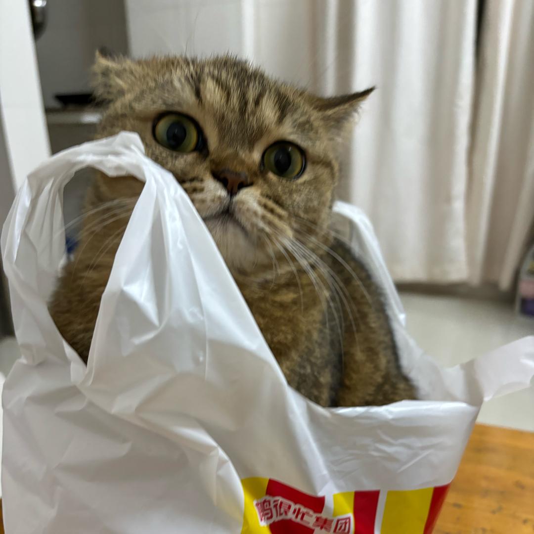 包包棒棒哒～
