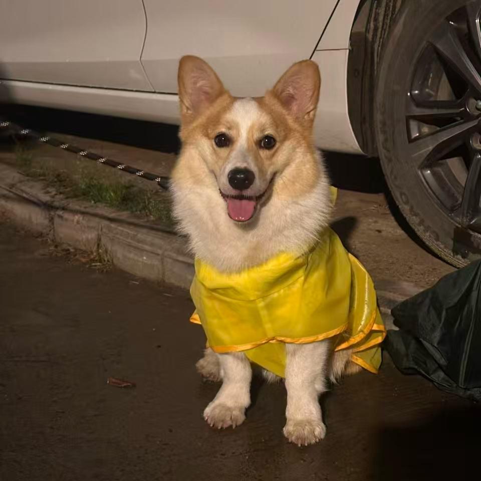 汤圆是只柯基（长腿版）