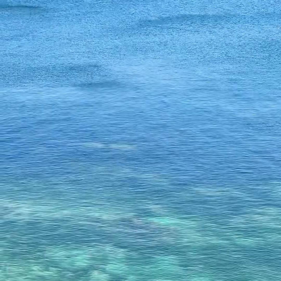 是只咩咩
