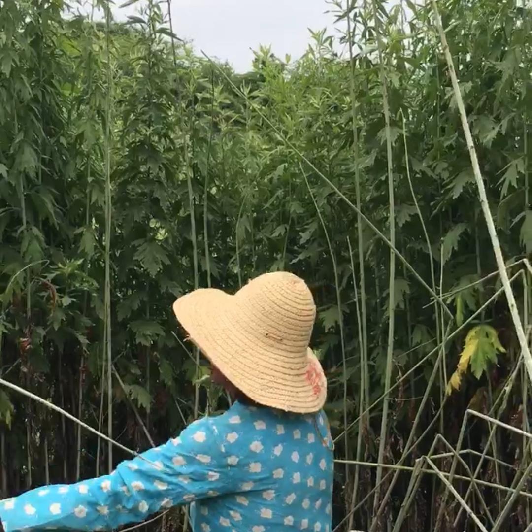 蕲州承艾（发源地）