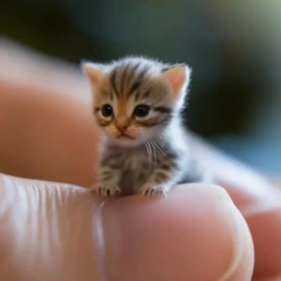 呆橘家宠物生活馆