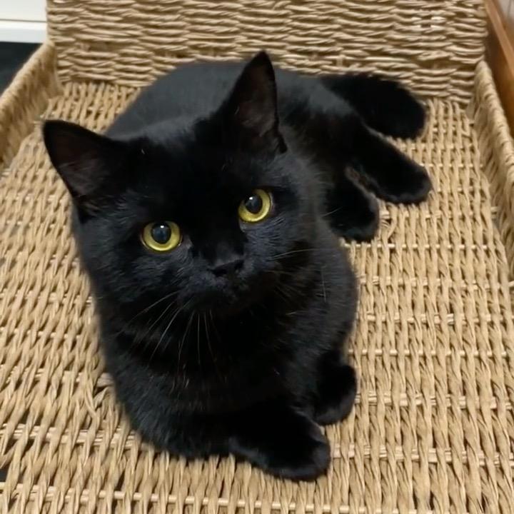 深情小猫🐈‍⬛头像