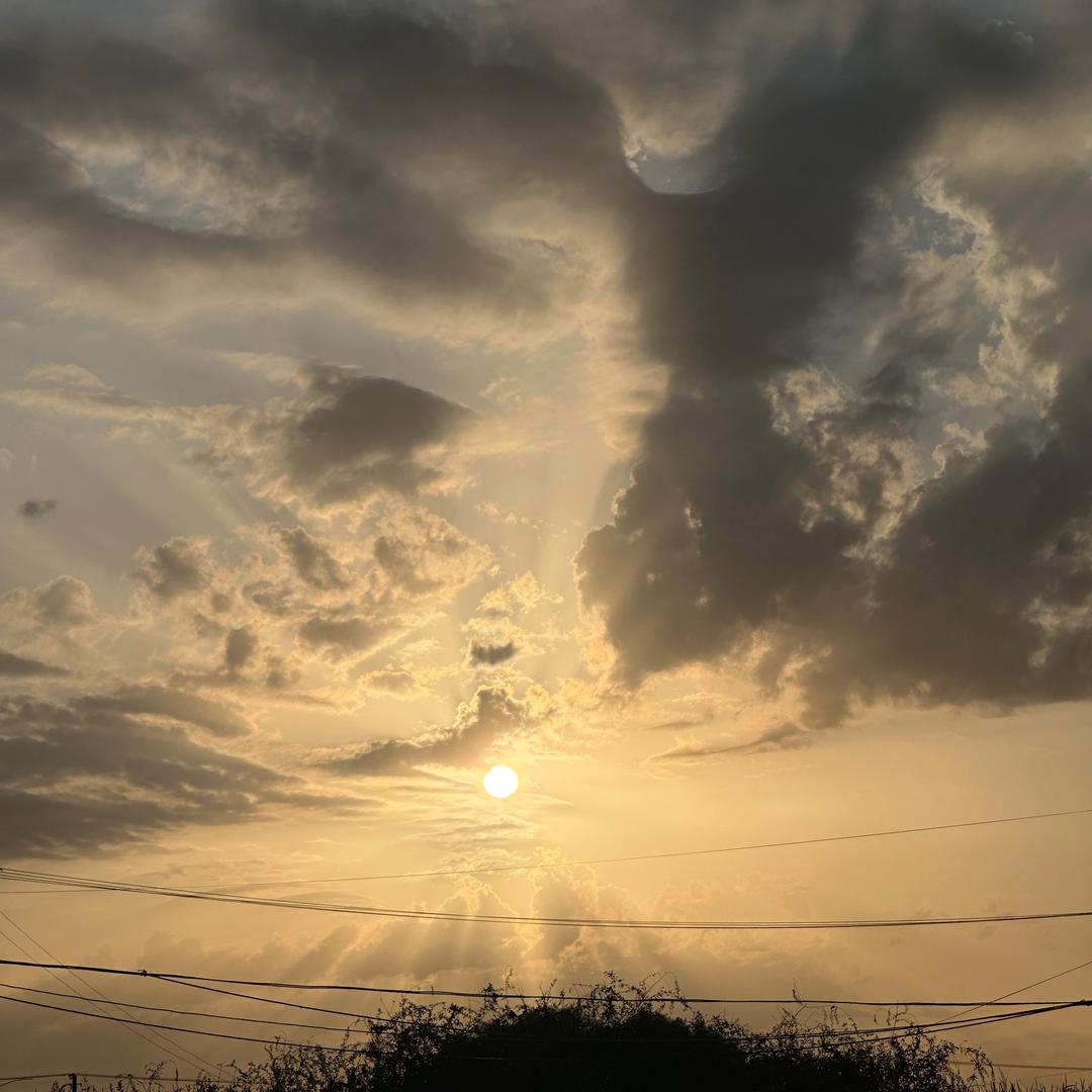 一条小锦李