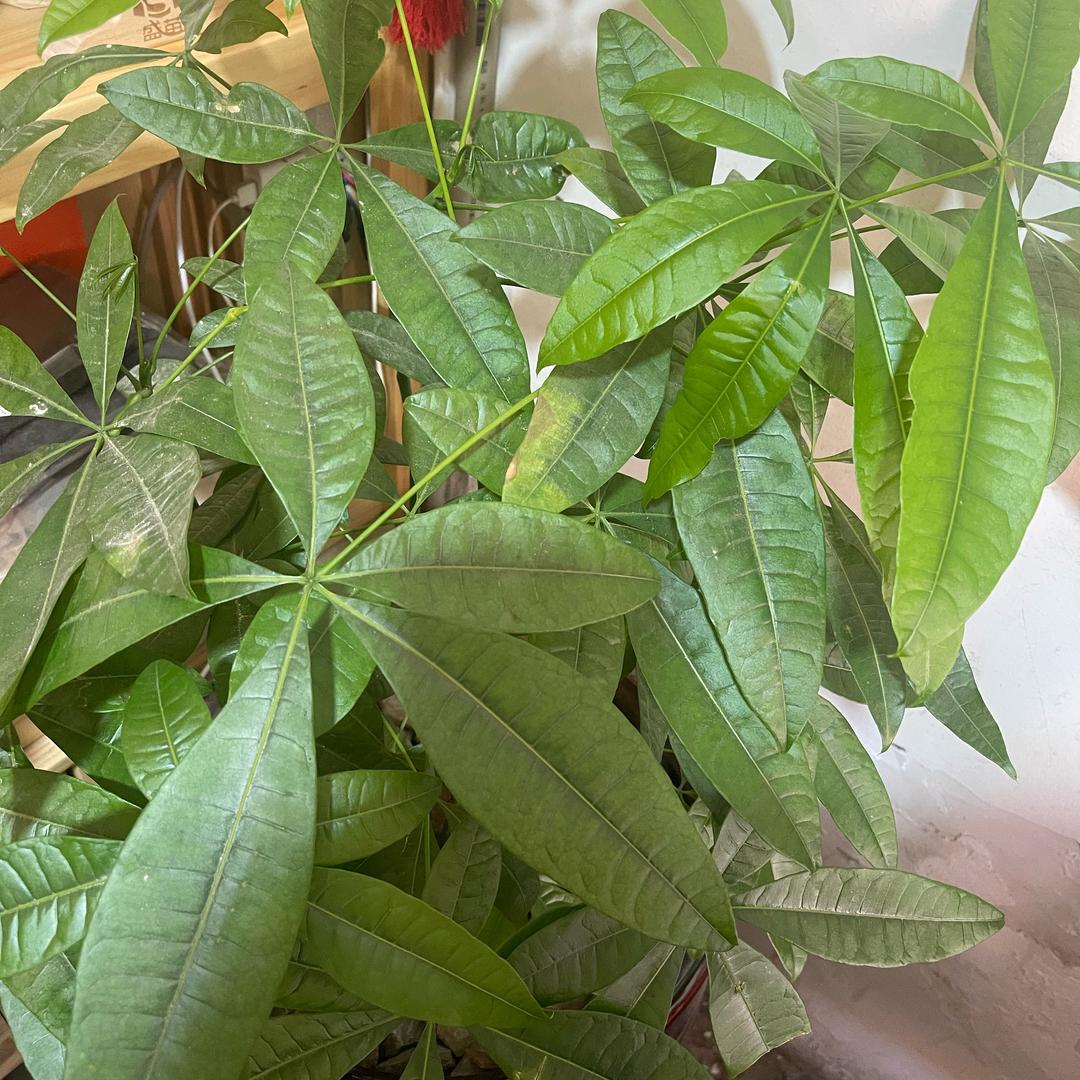 好运气，好福气