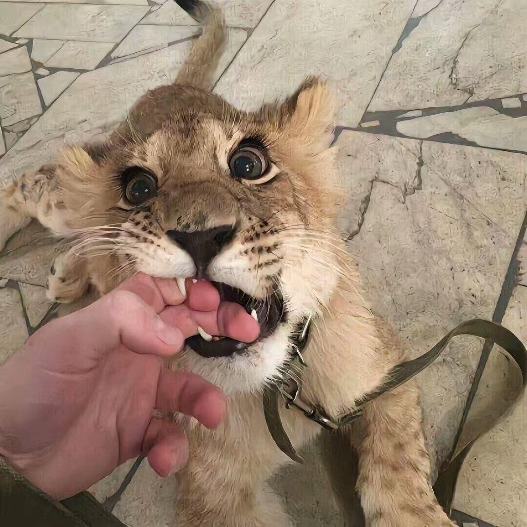力工z